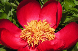 Mielno Atrakcja Warto zobaczyć Ogród botaniczny