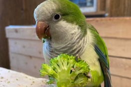 Koszalin Atrakcja Papugarnia Papugarnia 